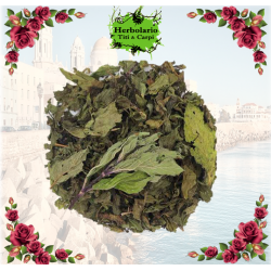 Menta Piperita