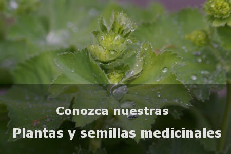 Plantas medicinales